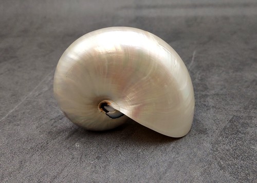 Nautilus conchiglia - nautilus,