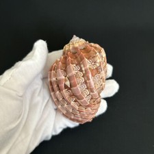 Harpa cabriti, arpa ventrale, 76 mm, 62 g, conchiglia Harpidae di Gibuti