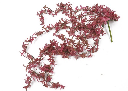 Cadente succulenta real touch - cadente,