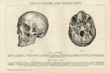 1895 Stampa Antica = CRANIO UMANO Teschio = MEDICINA Anatomia =  Old Print #