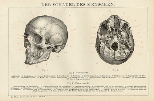 Antica stampa 1895 cranio - antica,