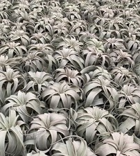 Tillandsia xerographica -  -