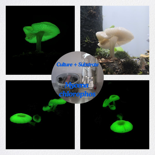 Set coltivazione funghi