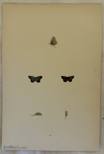 Farfalle litografia - farfalle,