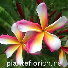 Plumeria CANDY STRIPE Cutting