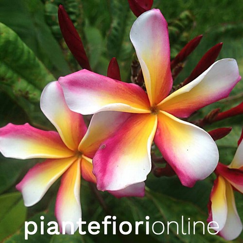 Plumeria candy stripe cutting - candy,
