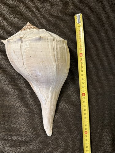Conchiglia sinistrofulgur - conchiglia,