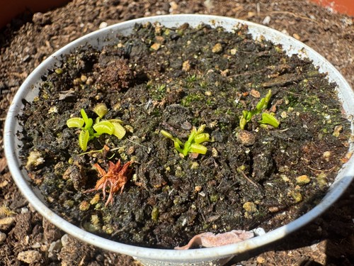 Dionaea muscipula coquillage - dionaea,