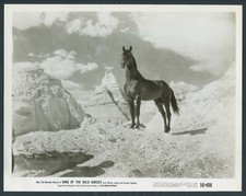 King Of The Wild Horses '50 REX IL CAVALLO DELLE MERAVIGLIE RARO