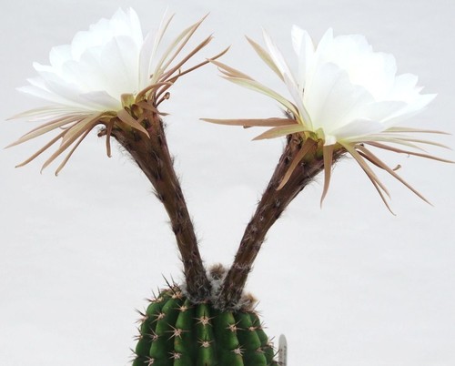 Echinopsis vallegrandensis - echinopsis,