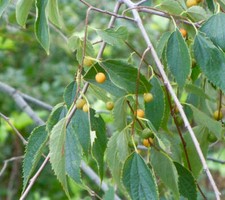 Celtis australis | European hackberry | Nettle tree - Zürgelbaum | European