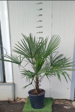 Phoenix canariensis, Palma