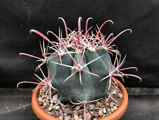 FEROCACTUS PENINSULAE BAHIA CONCEPCION BCS CACTUS PIANTE GRASSE AGAVE A36