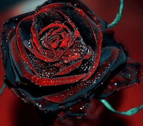 Rosa red purple rarissima - red,