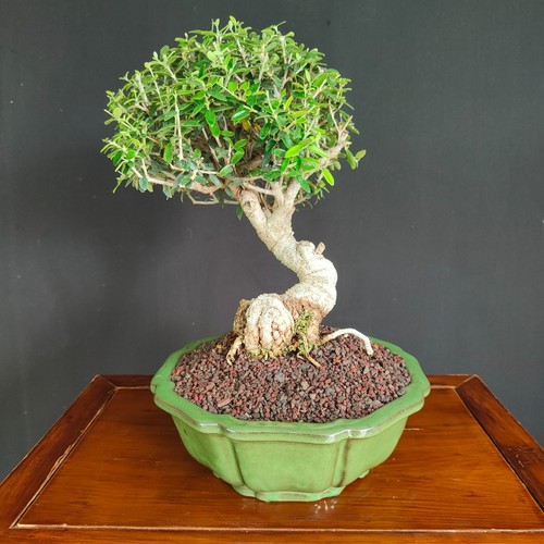 Bonsai shoin olivastro - bonsai, di
