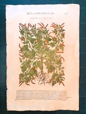MATTIOLI MATTHIOLI Erbario a figure grandi originale del 1604 ATRIPLICE MARINO