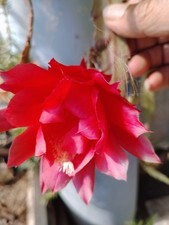 talea Epiphyllum a fiore rosso
