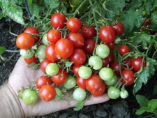 Pomodoro selvatico colombiano