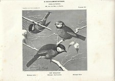 Stampa antica UCCELLI CINCIA