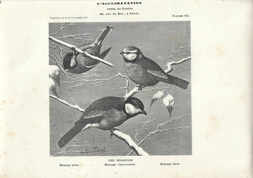 Stampa antica uccelli - stampa,