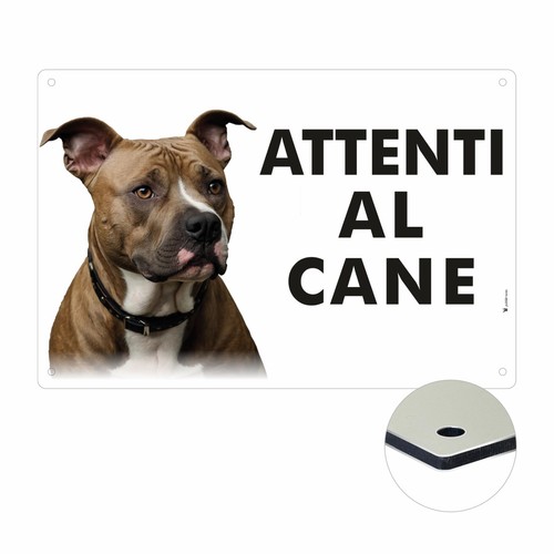 Amstaff attenti cane - cane, |