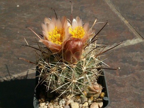 Sclerocactus pubispinus - ,