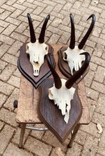 Corna di Camoscio su Base Legno