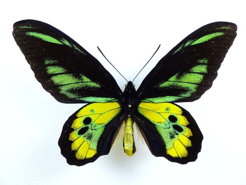 Ornitotteri rothschildi ssp