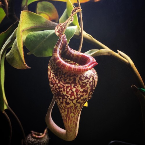 Nepenthes vogelii borneo wa - vogelii,,