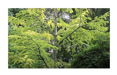 10x pseudolarix amabilis - pseudolarix,