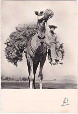 CANARIE - SPAGNA - SPAIN - ESPANA  EQUILIBRIO - EQUILIBRIUM - EQUILIBRE -90786-