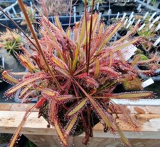 Drosera capensis "Triffid