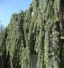 Cedro sospeso blu 60-80 cm -