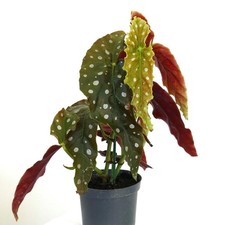 Begonia corallina | Angel wing begonia | Cane begonia - Begonia ali d'angelo | R