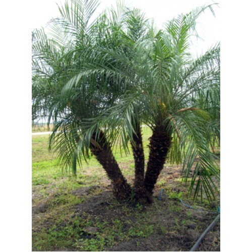 Pygmy date palm phoenix - 25+,