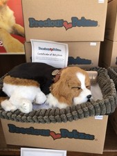 Precious Petzzz - Beagle