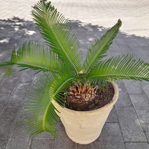 Cycas revoluta pianta - , da