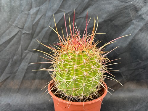 Ferocactus alamosanus - ferocactus, il