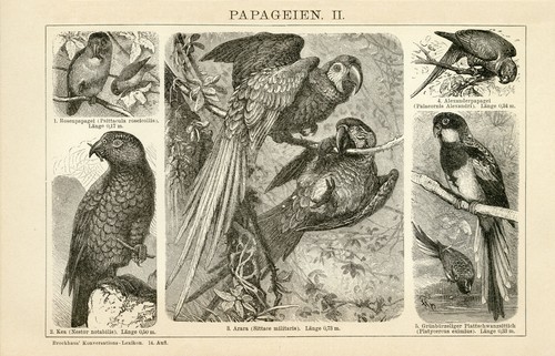 Pappagalli arara kea - arara,