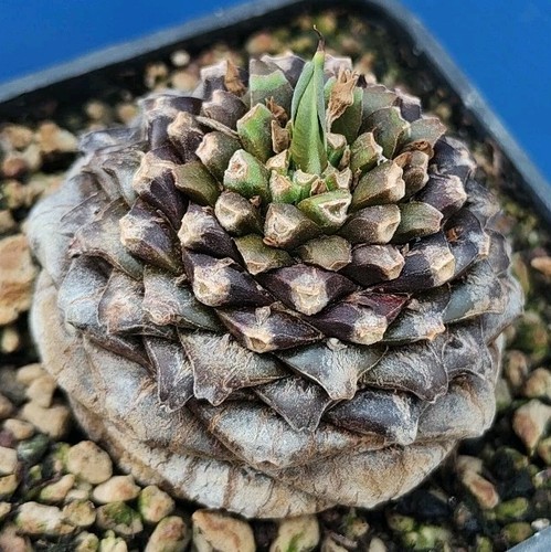 Euphorbia bupleurifolia caudex - bupleurifolia,