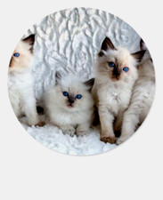 GATTO SIAMESE GATTINO ciondolo