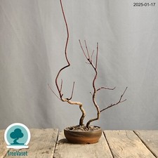 Bonsai Acer Palmatum Japanese