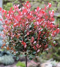 Nespolo lucido alto fusto red - lucido,