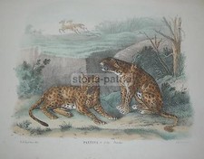ANIMALI ESOTICI E FEROCI_PANTERE_ANTICA BELLA INCISIONE LITOGRAFICA_COLORATA_800
