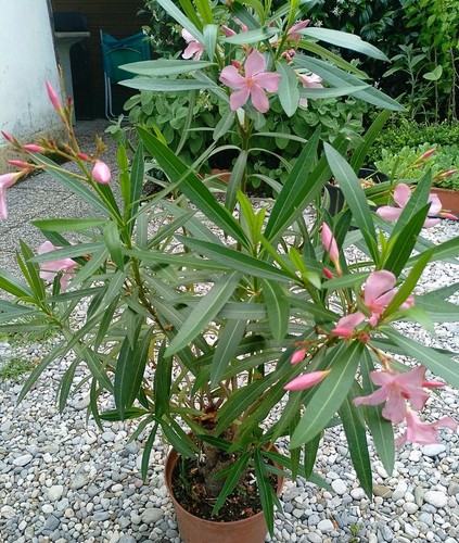 Pianta oleandro vaso - pianta,