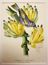 Antico acquerello incisione