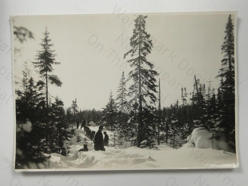 Canadian winter forest - forest, sled