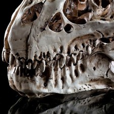 TYRANNOSAURUS T-REX TESCHIO