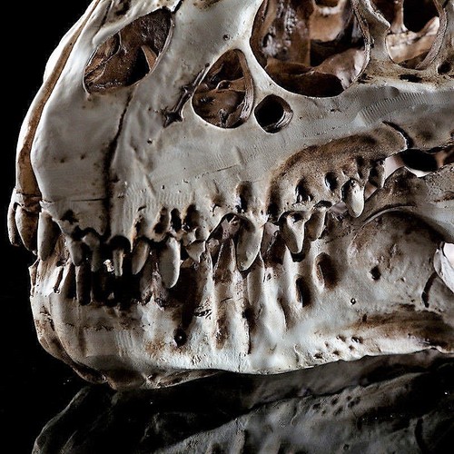 Tyrannosaurus rex teschio - tyrannosaurus,