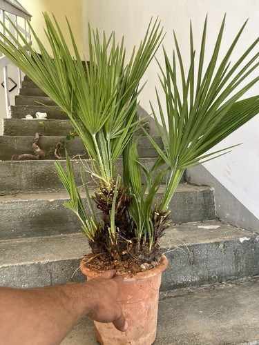 Palma nana trachycarpus - palma,